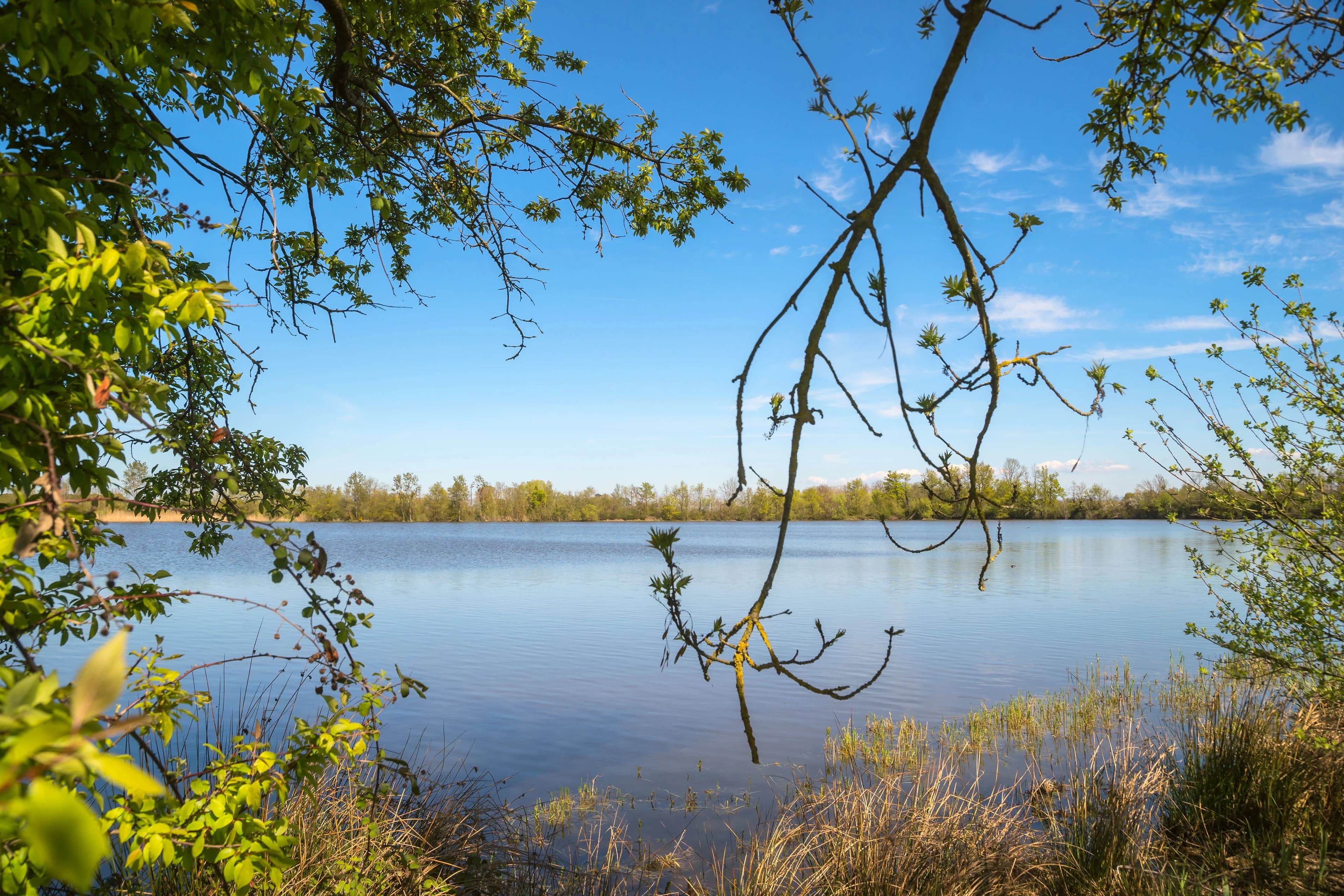 PROPRIÉTÉ EXCEPTIONNELLE DANS LA DOMBES- 118 ha DE PRAIRIES, BOIS ET ETANG - Photo 21