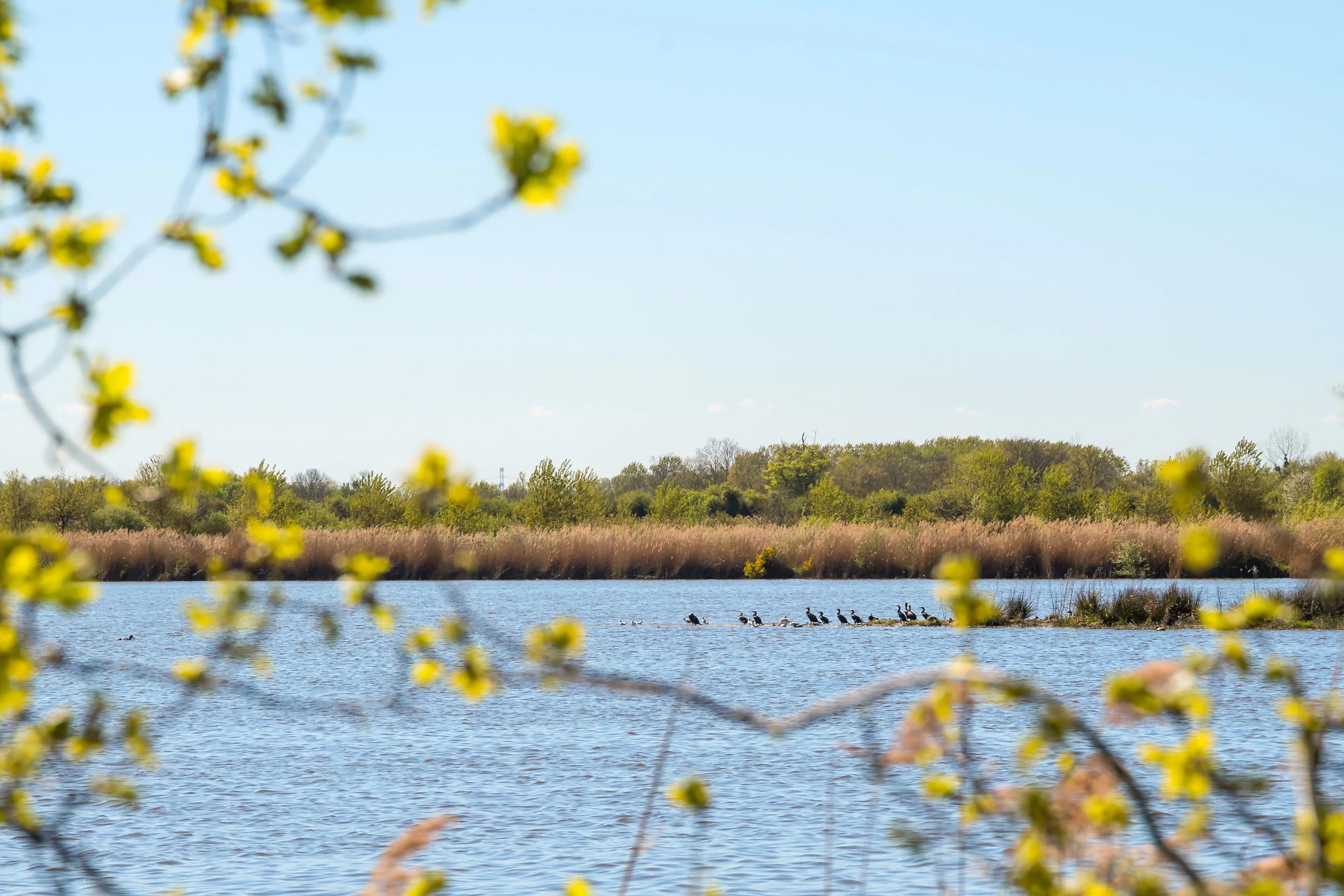 PROPRIÉTÉ EXCEPTIONNELLE DANS LA DOMBES- 118 ha DE PRAIRIES, BOIS ET ETANG - Photo 16