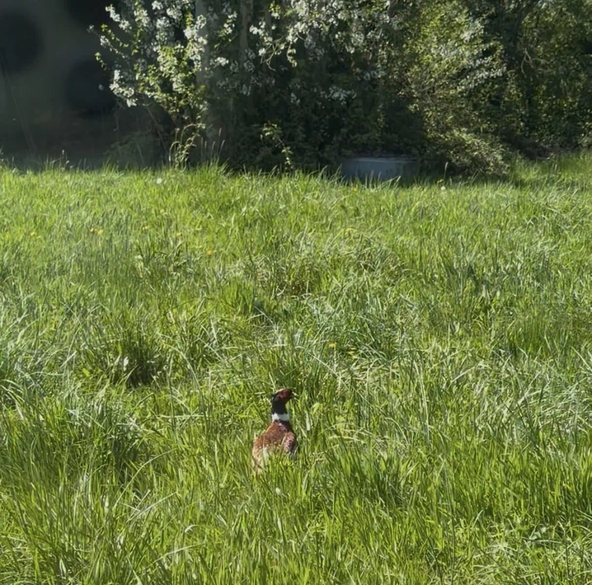 PROPRIÉTÉ EXCEPTIONNELLE DANS LA DOMBES- 118 ha DE PRAIRIES, BOIS ET ETANG - Photo 24