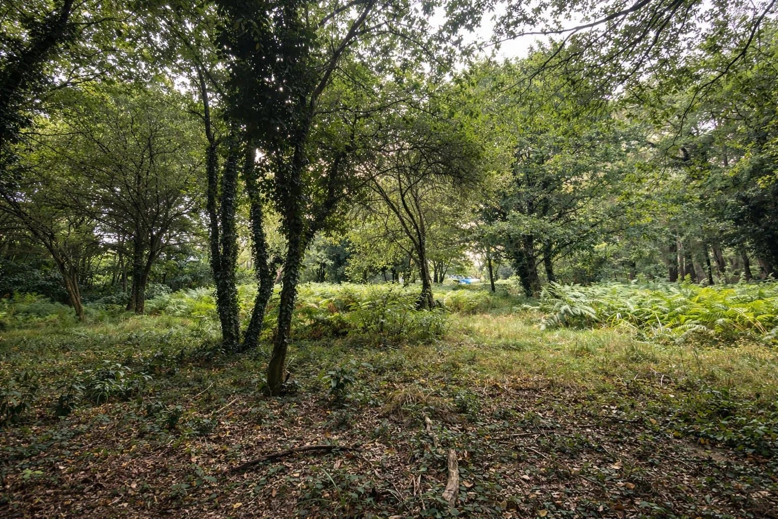 VANNES – VINCIN | TERRAIN CONSTRUCTIBLE 3 656 M² AVEC PERMIS PURGÉ