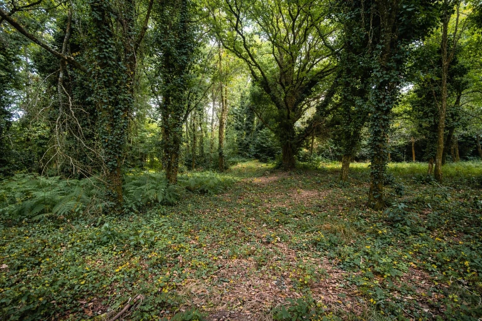 Property feature image