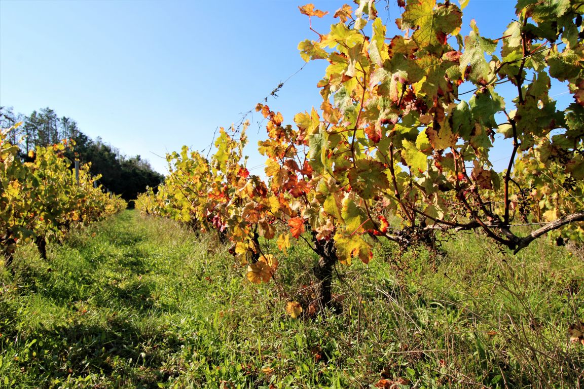 propriété viticole 5 Pièces en vente sur Bordeaux (33000) - Plus de details